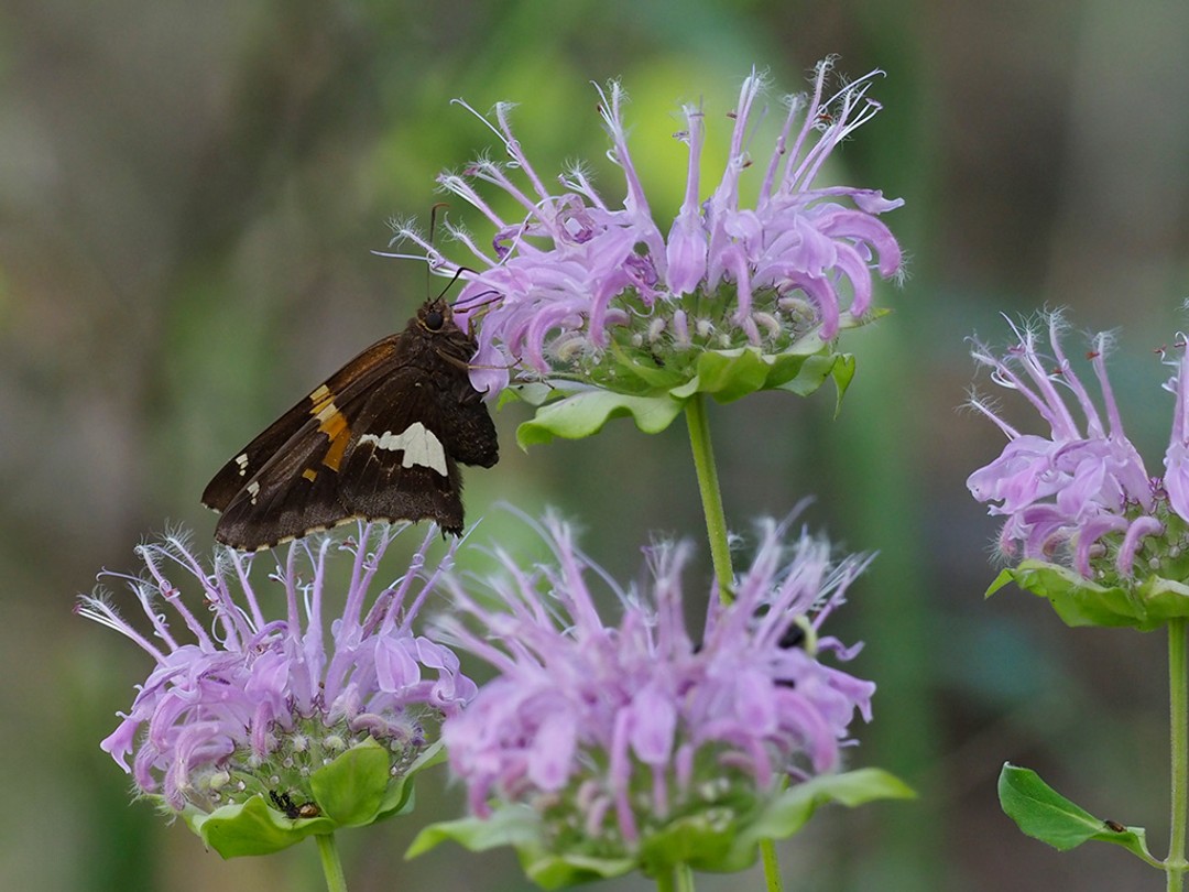 Silver-Spotted Skipper