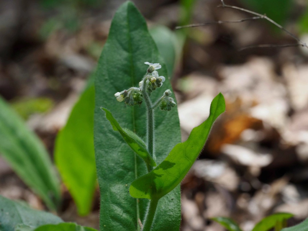 Flowers beginning to open