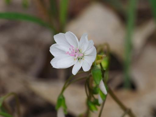 Aberrant flower with many petals