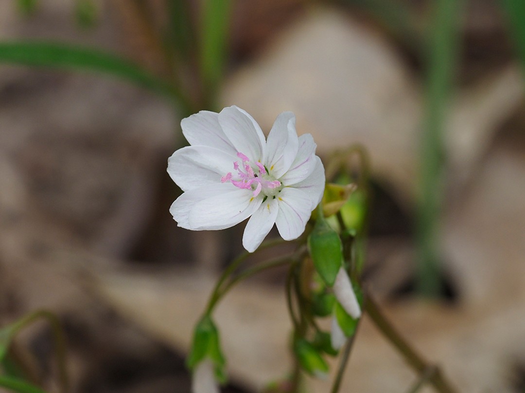 Aberrant flower with many petals