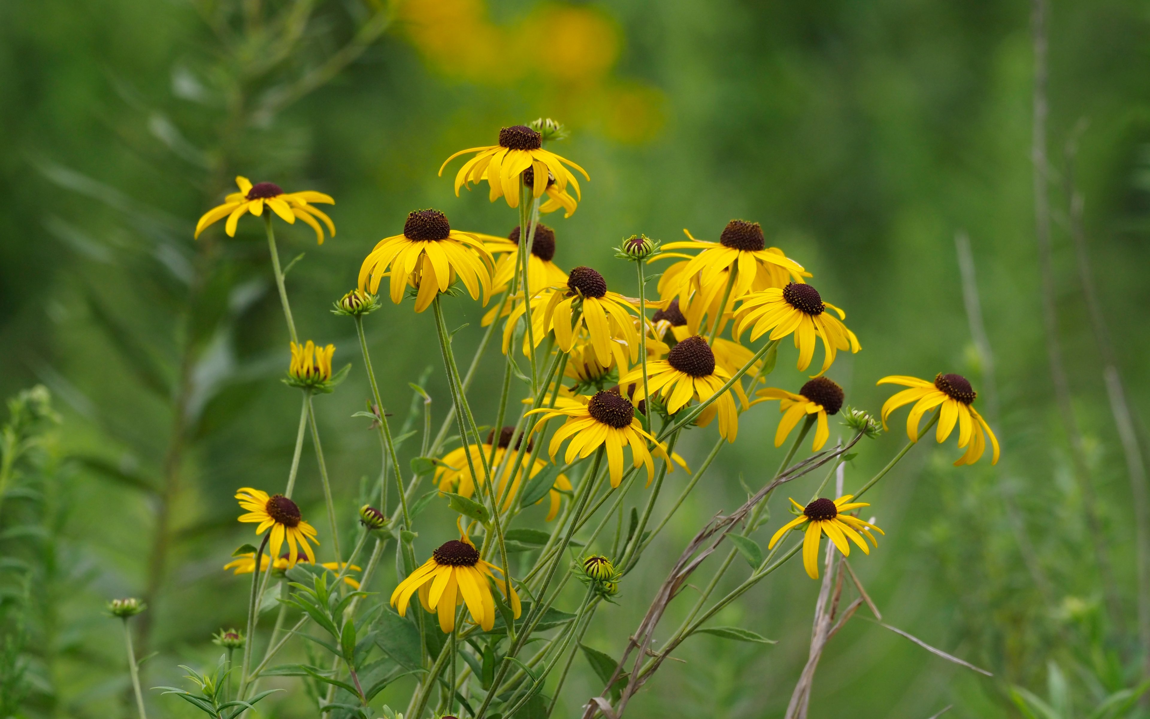 Rudbeckia subtomentosa