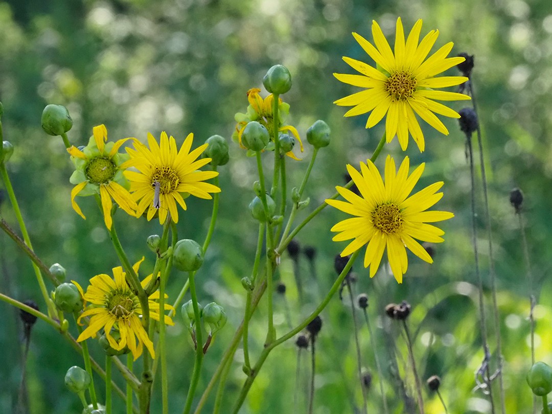 Prairie dock (Silphium terebinthianum)