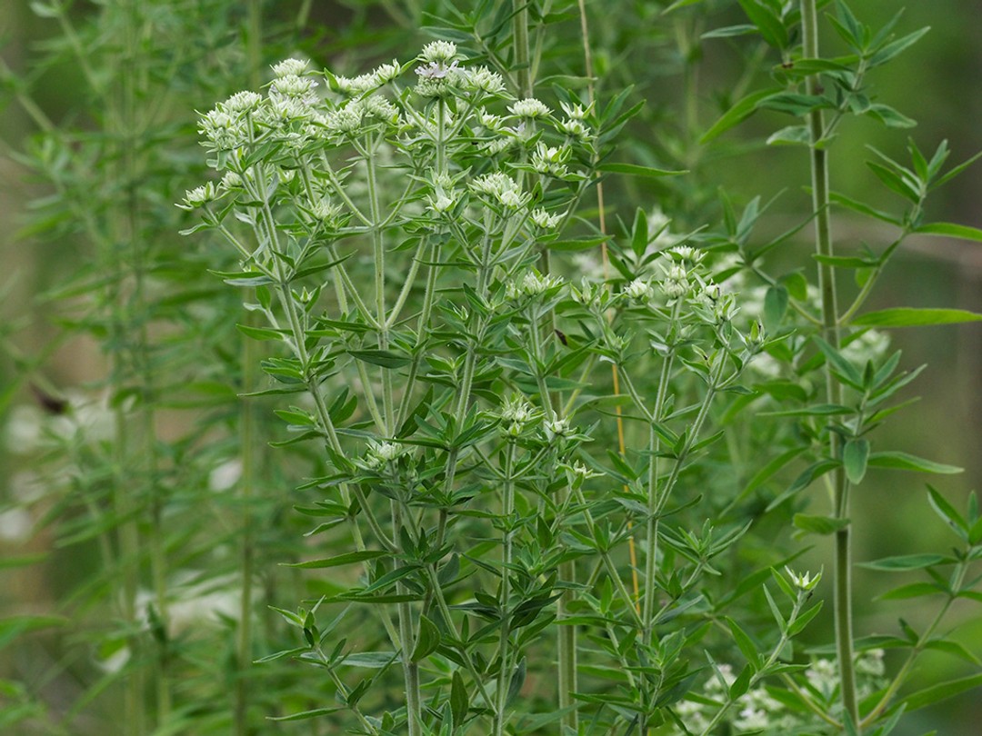 Mature plant in June 