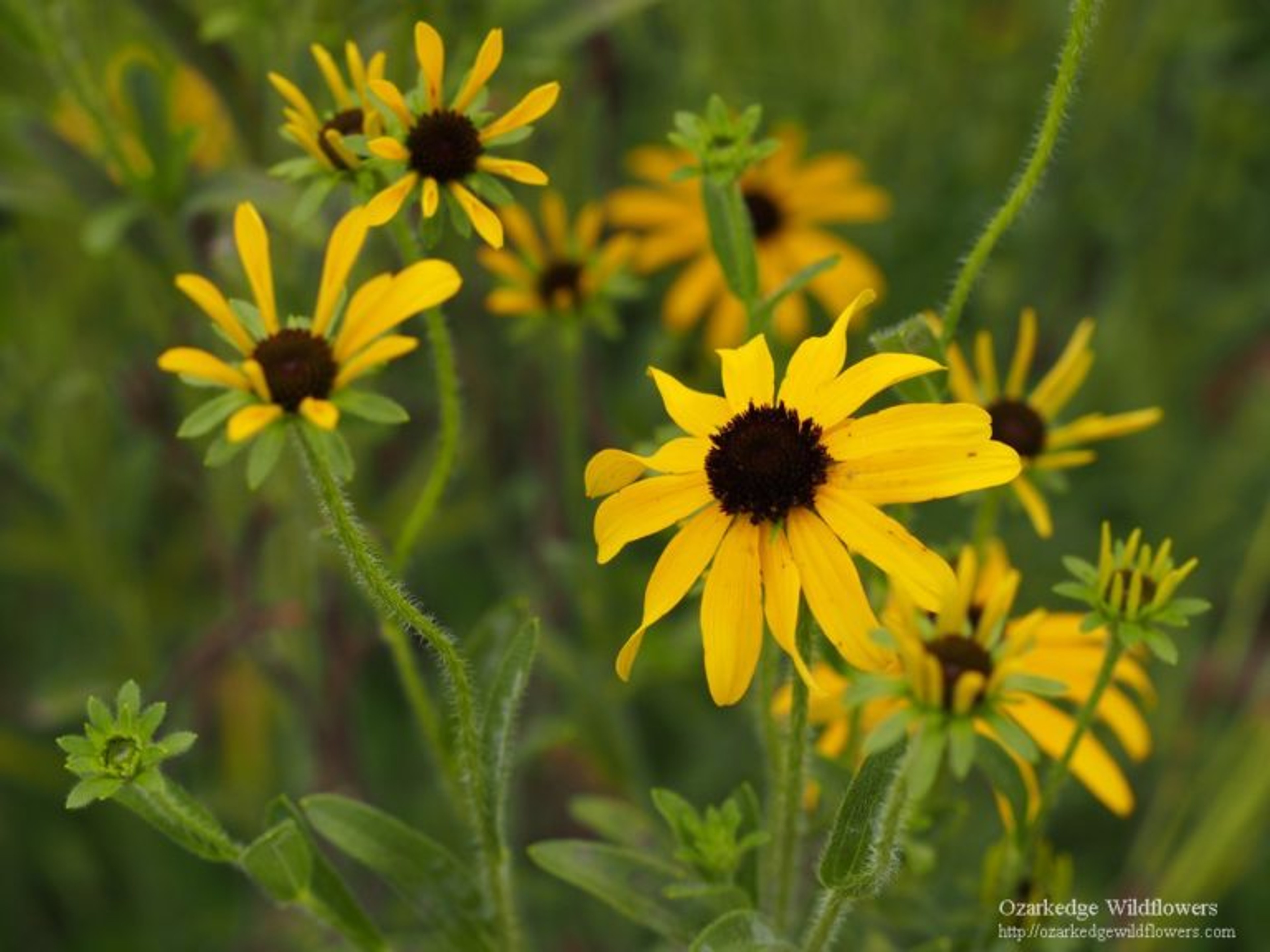 Rudbeckia missouriensis