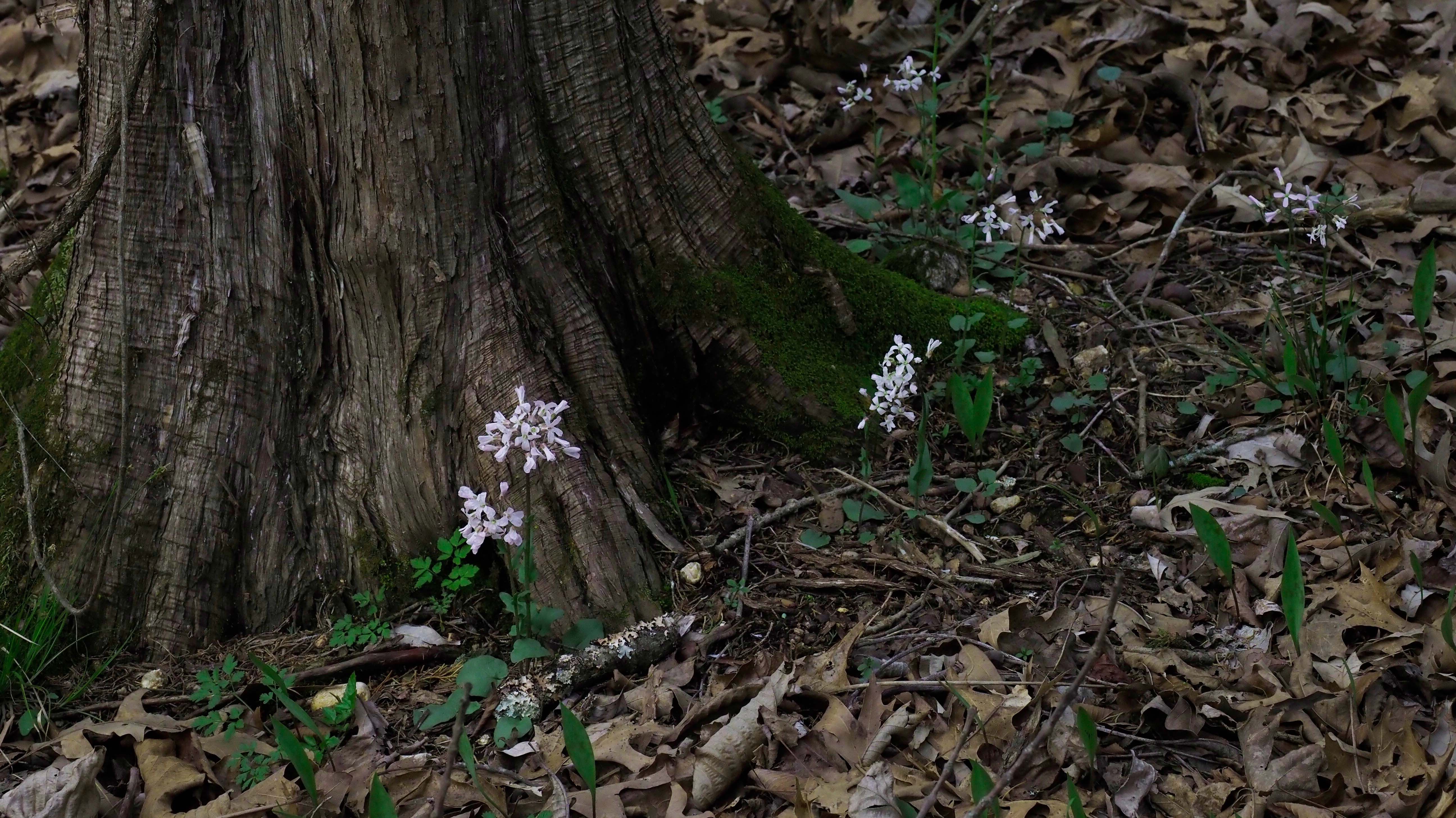 Cardamine douglassii blooming underneath a huge Oak tree