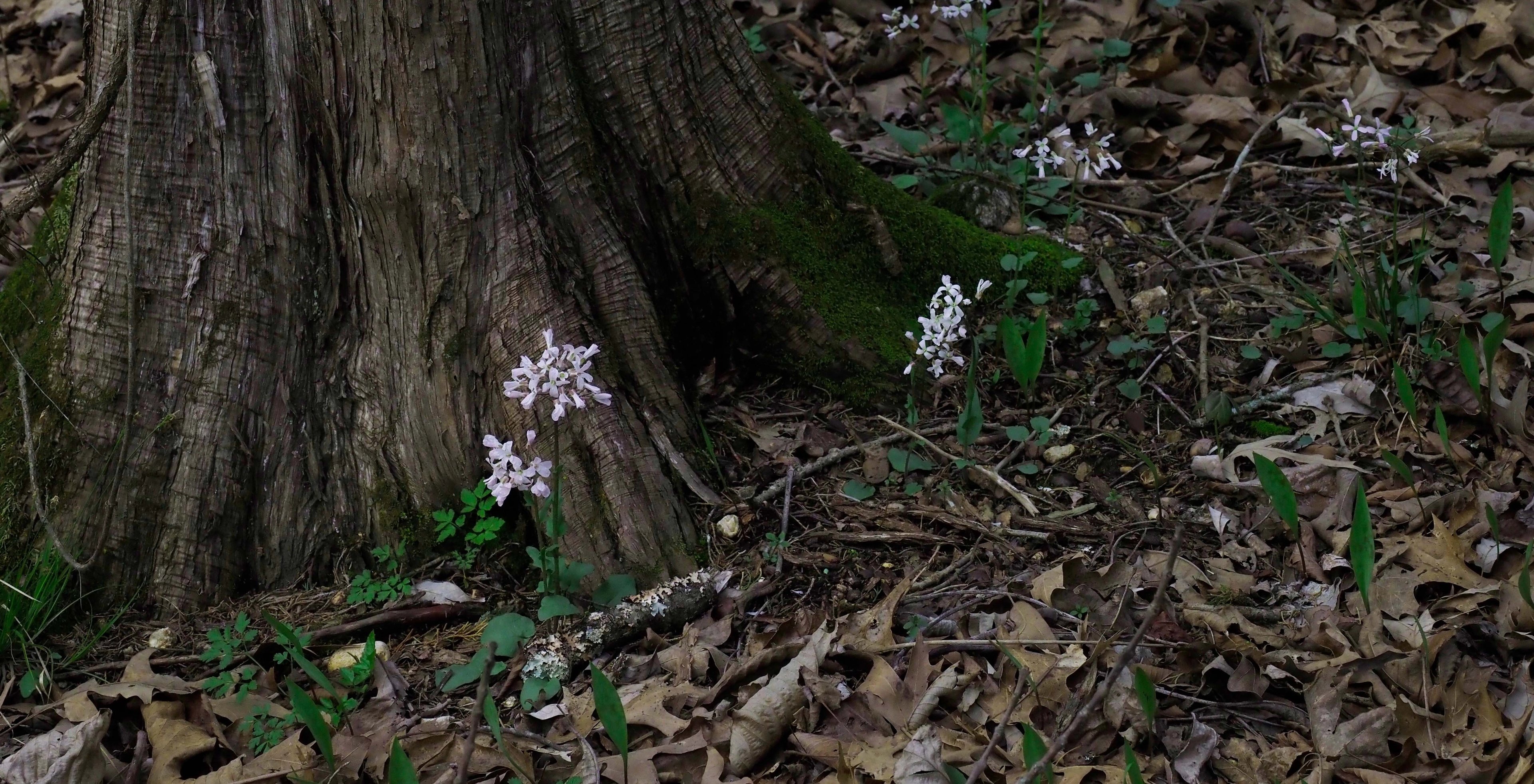 Cardamine douglassii blooming underneath a huge Oak tree