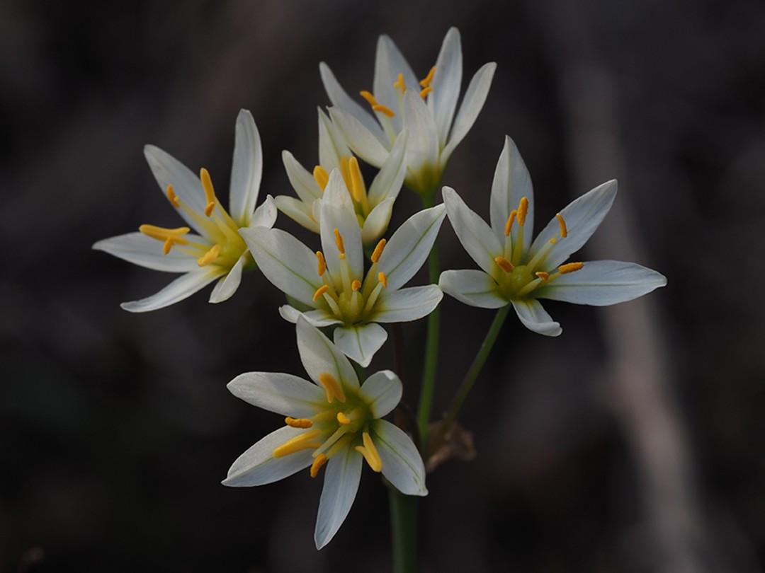 False garlic (Nothoscordum bivalve)