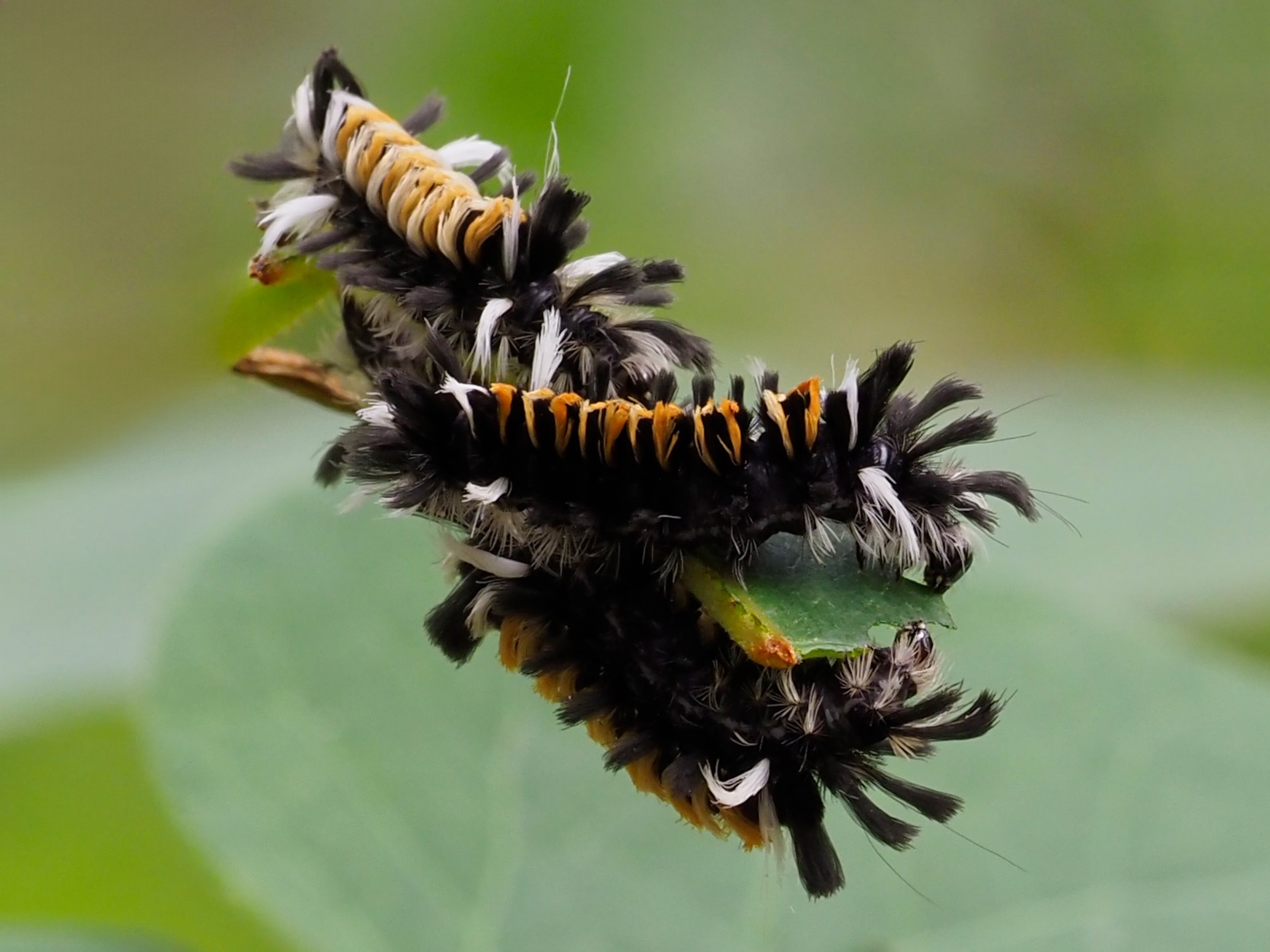 Tussock moth caterpillars