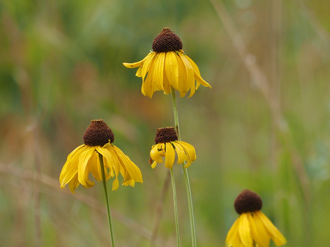 Rough coneflower (Rudbeckia grandiflora)