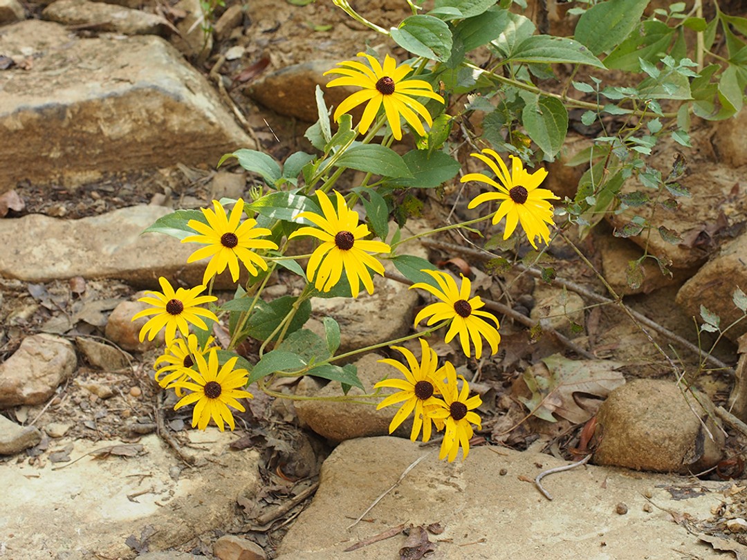 Growing along a stream bank (dry due to drought)