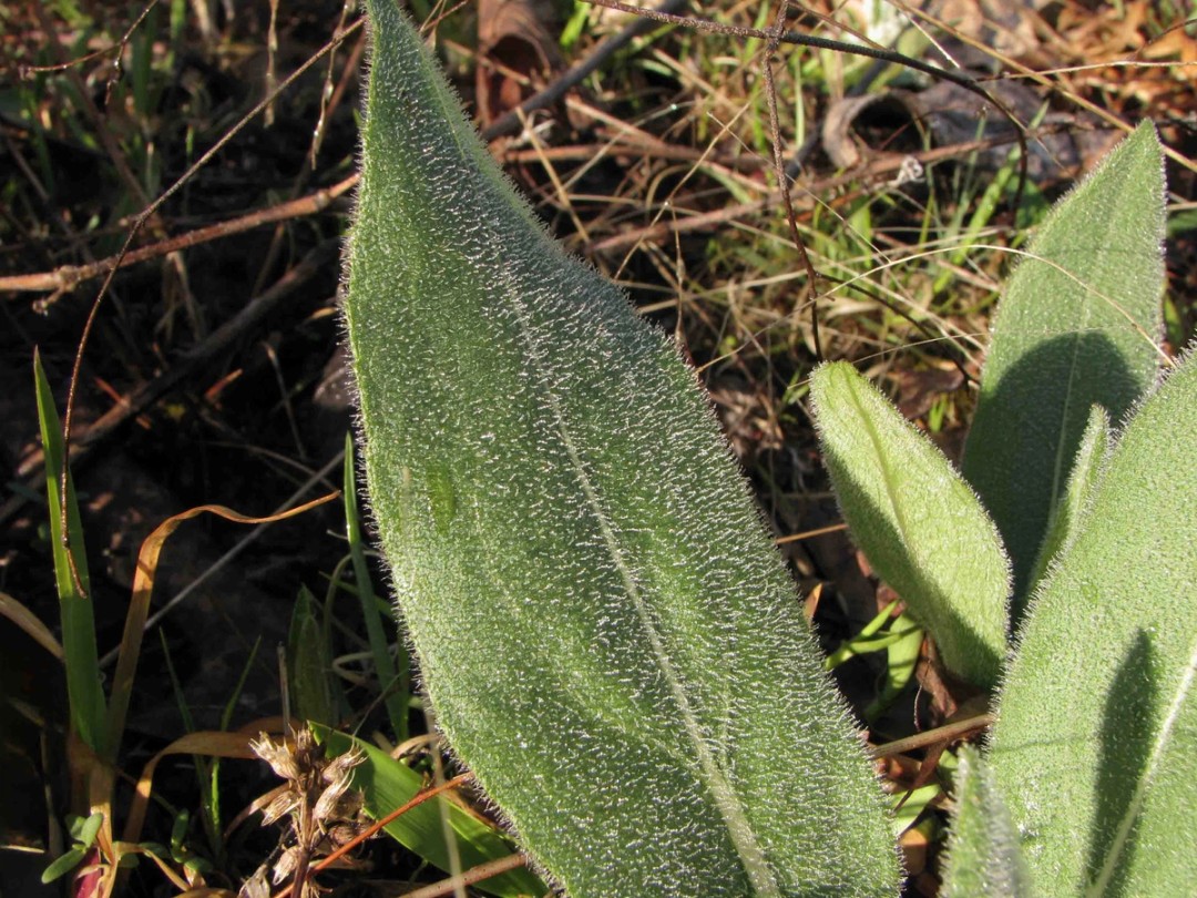 Close look at fuzzy spring leaf