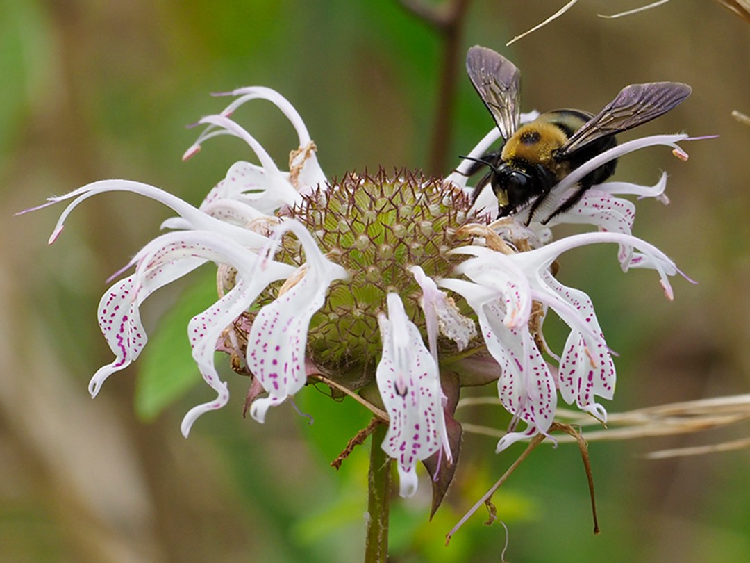 Xylocopa virginica