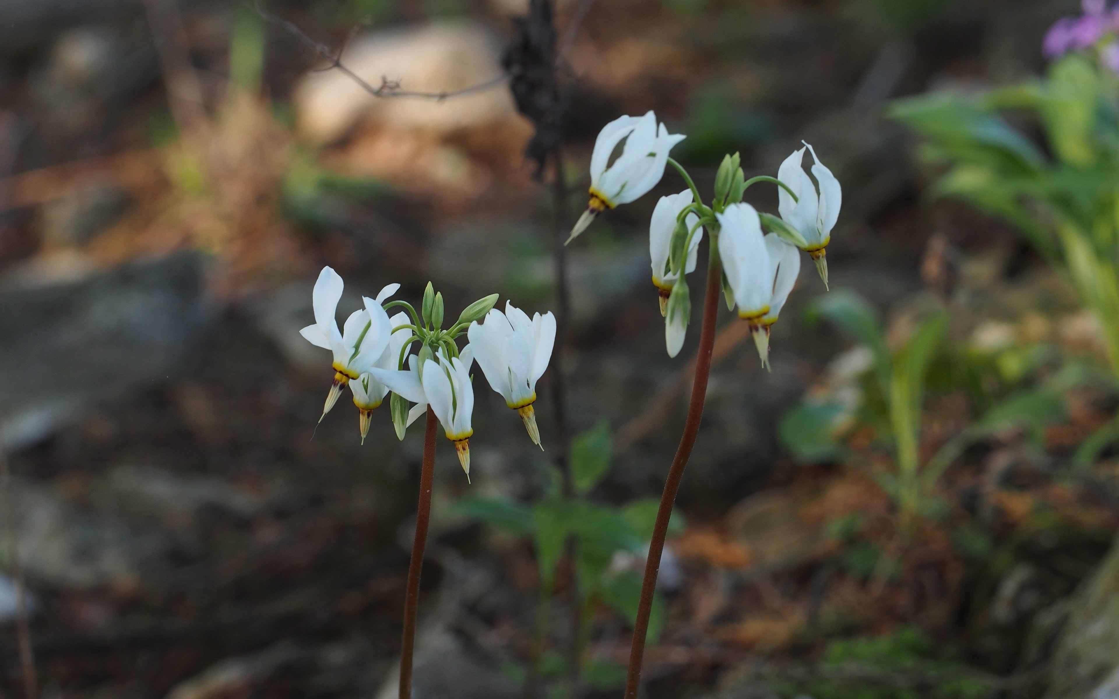 Primula meadia in woodland habitat