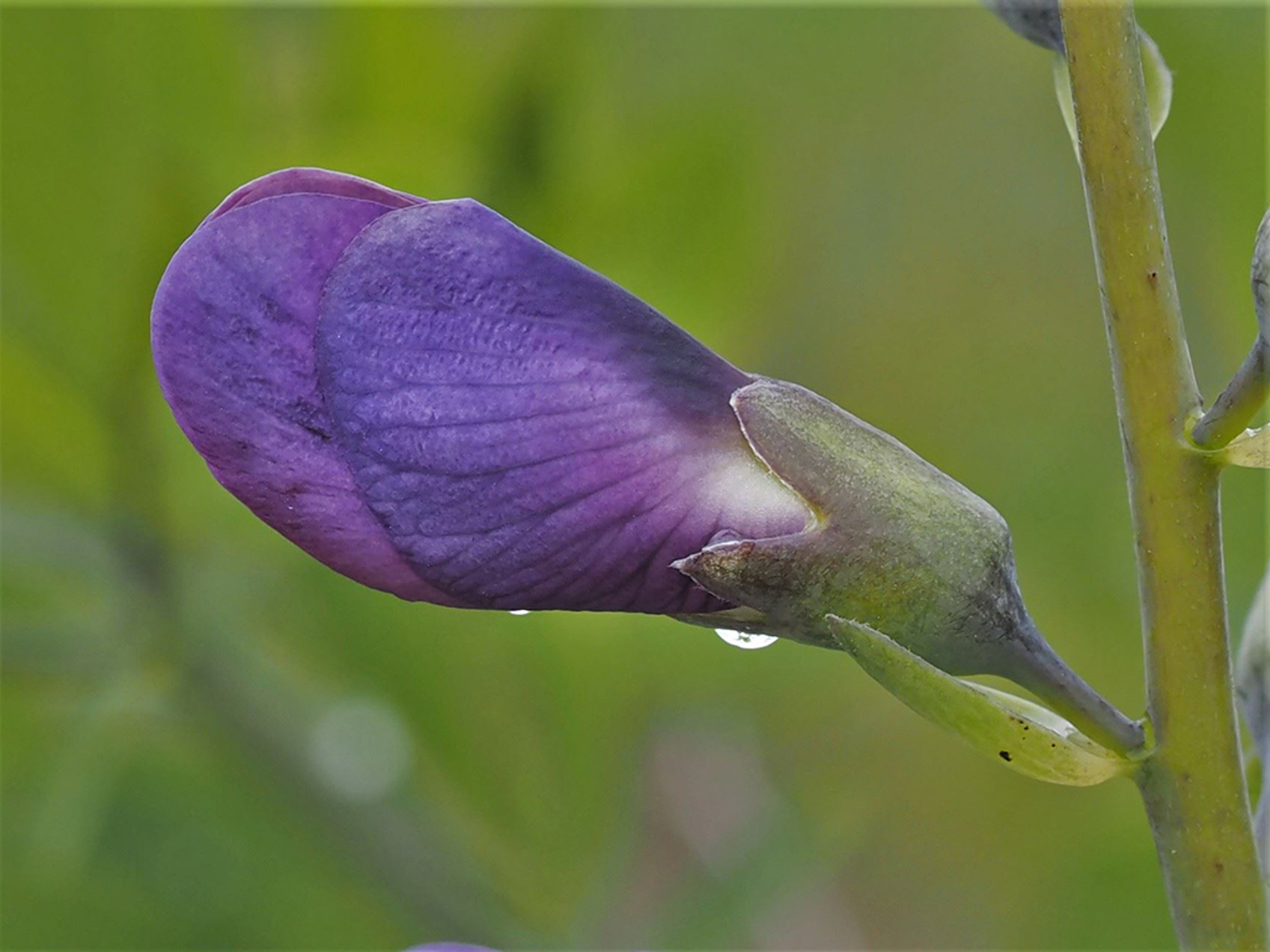 Baptisia australis bud and calyx