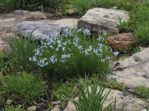 Peak flowering with many slate blue flowers