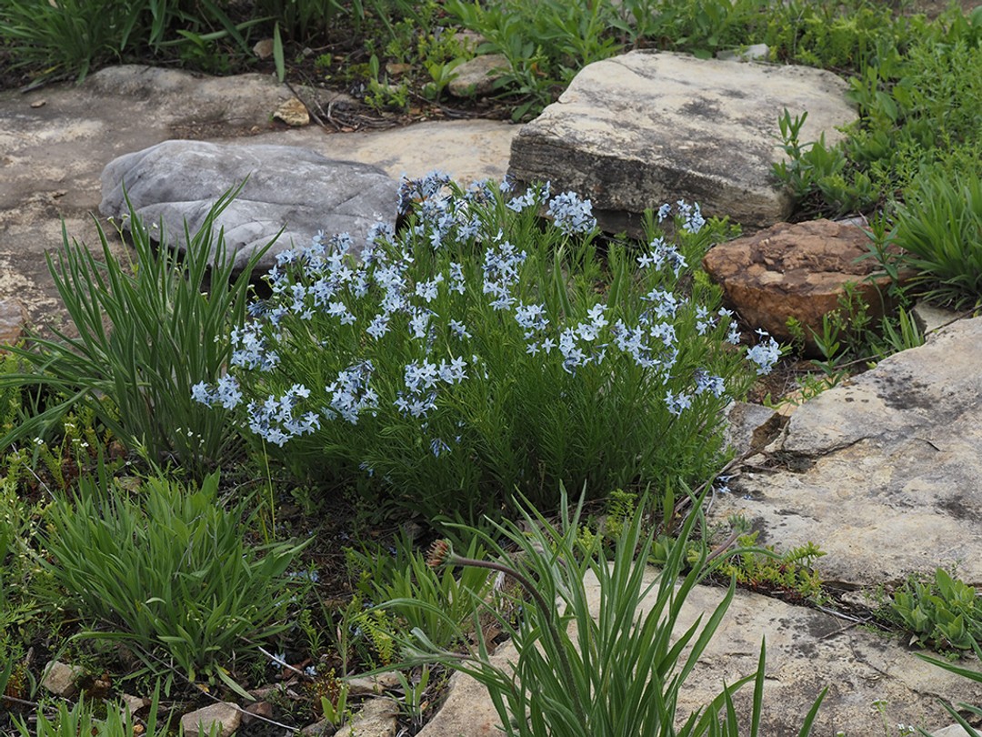 Peak flowering with many slate blue flowers