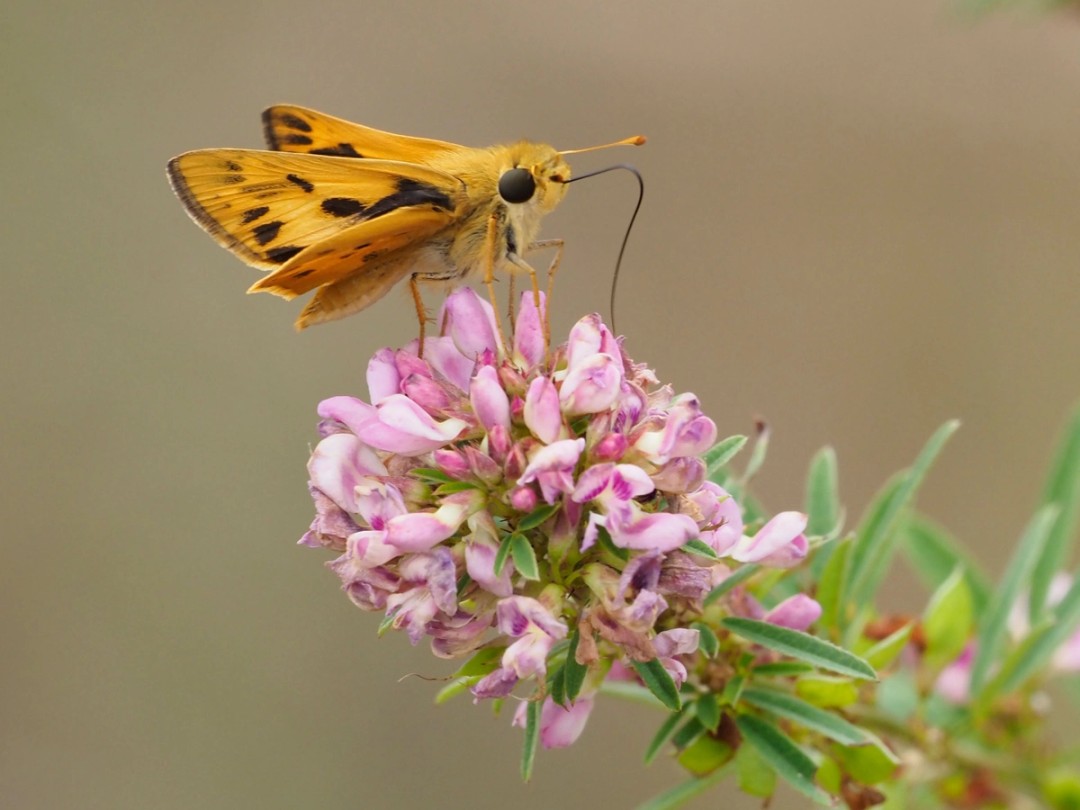 Fiery skipper