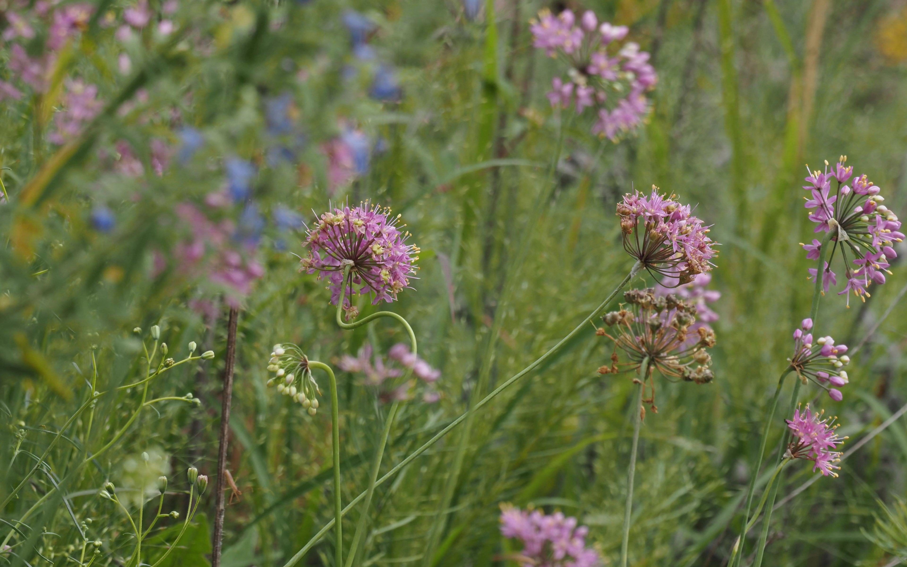 Pink flowers of Allium stellatum