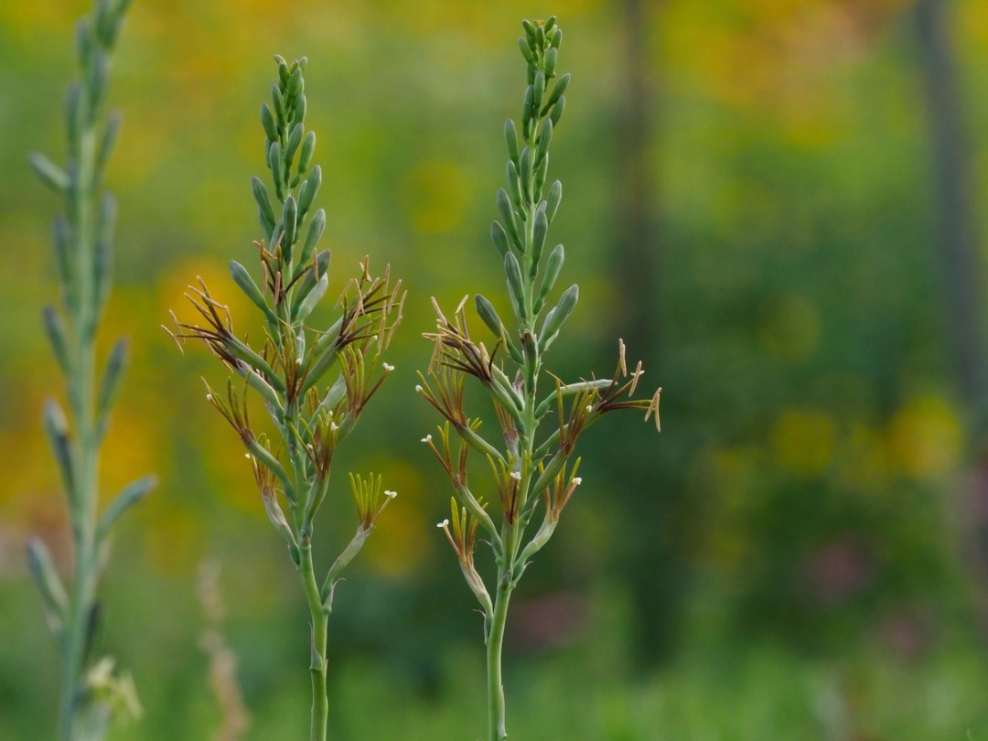 False aloe (Manfreda virginica)