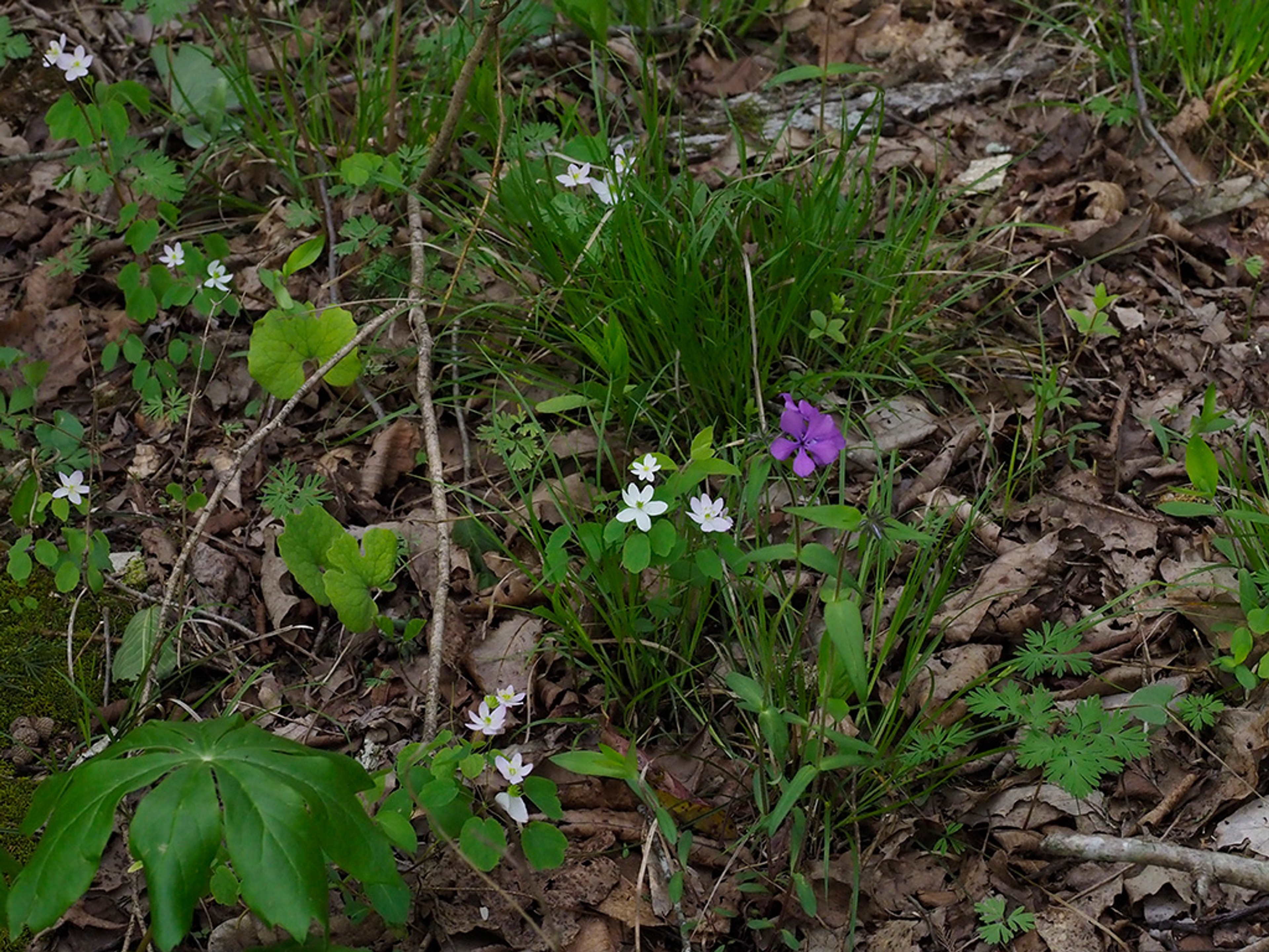 Bloodroot with Blue phlox, Rue Anemone and Mayapple