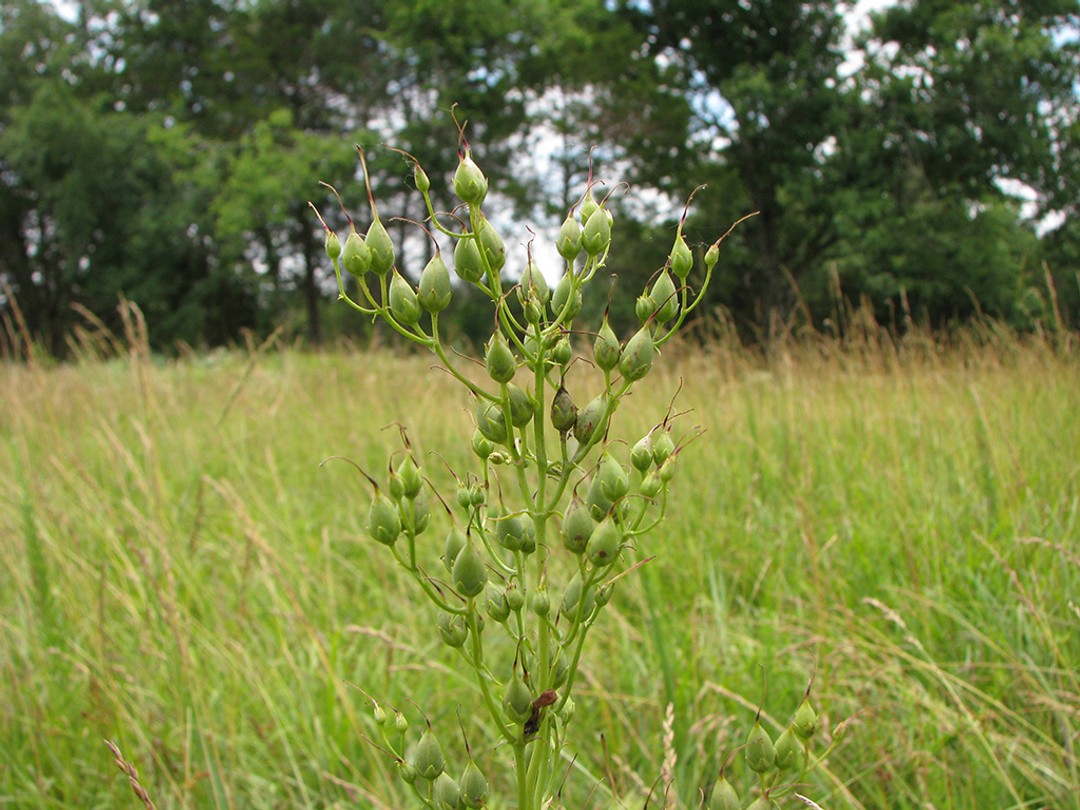 Green seedpods