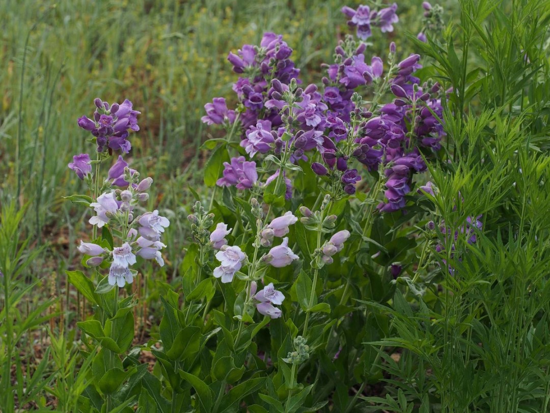 Pale and dark purple flowers