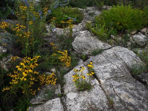 Rudbeckia missouriensis and Salvia azurea  