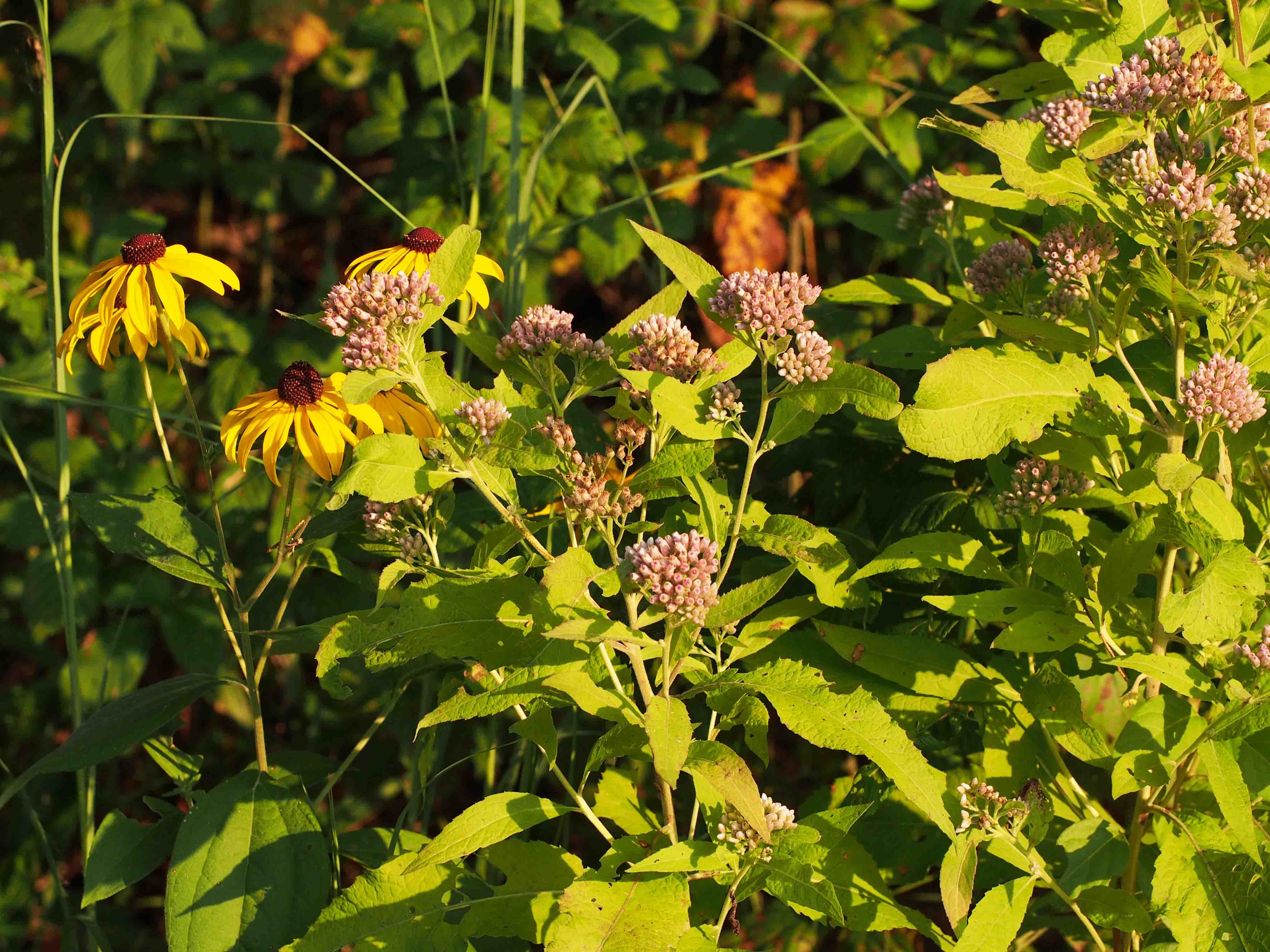 with Pluchea camphorata