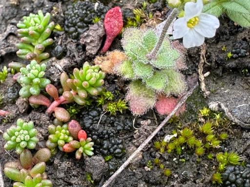 Pink and green leaves in early March