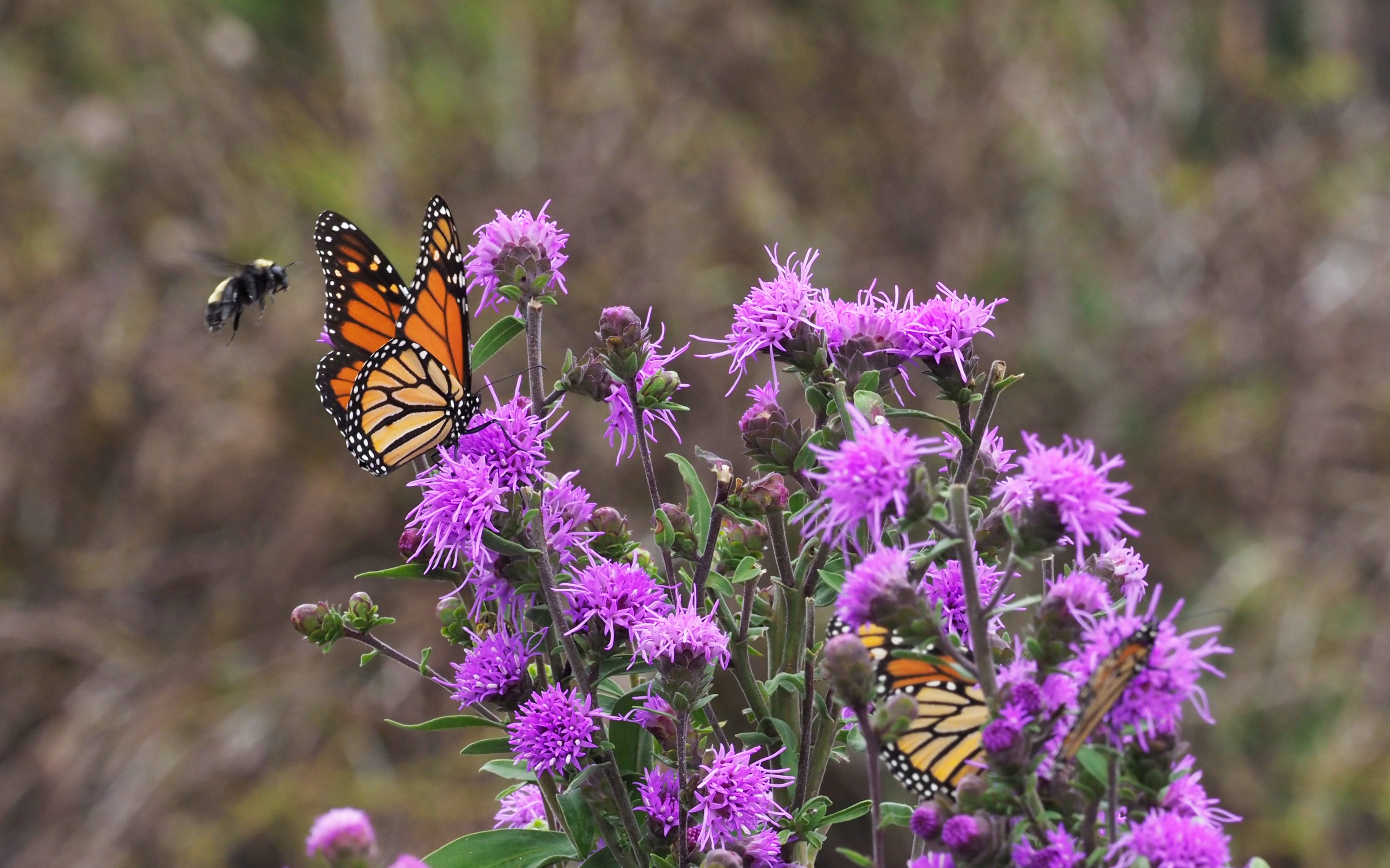 Liatris scariosa with Monarch and American Bumble bee