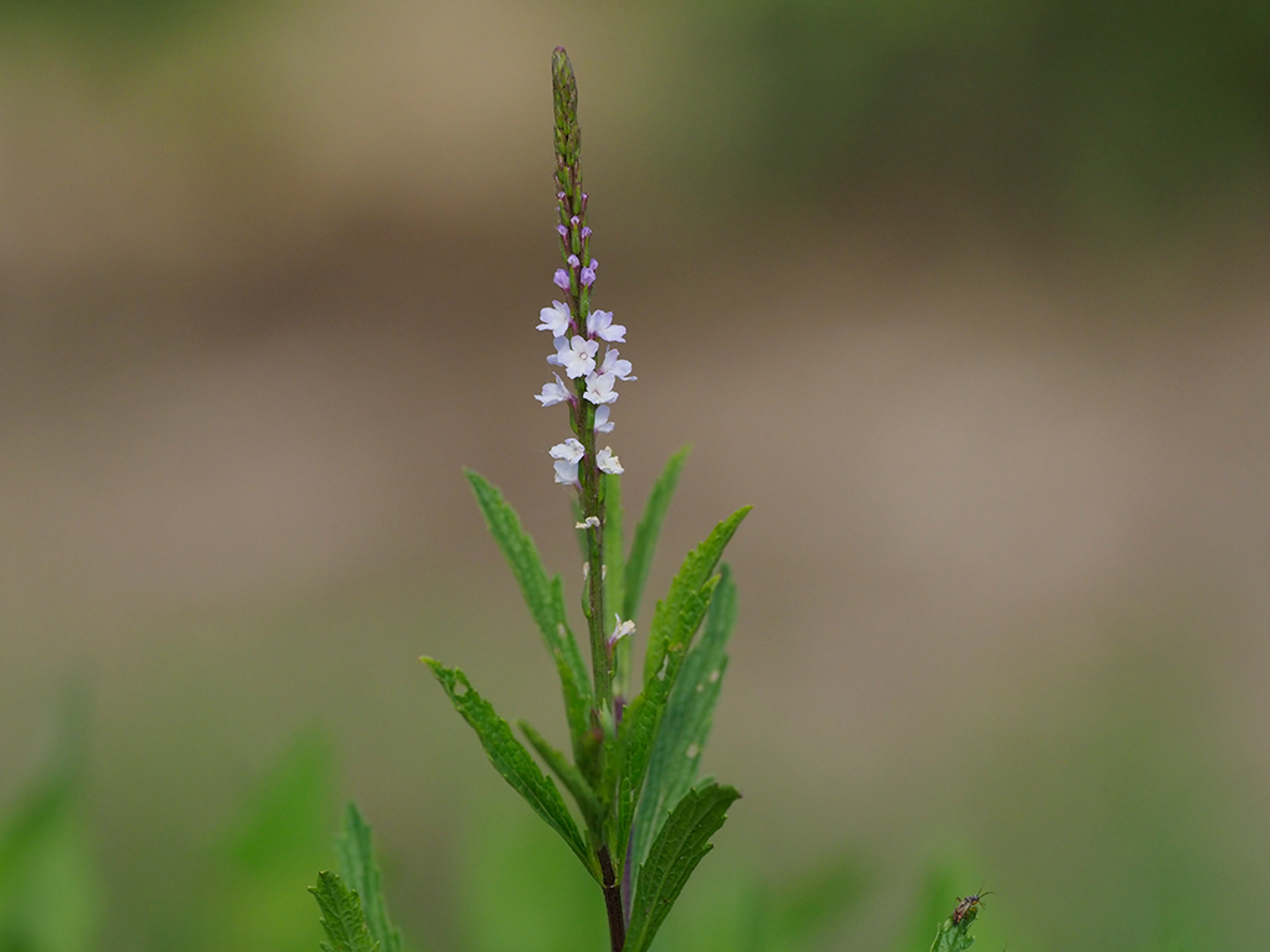 Verbena simplex
