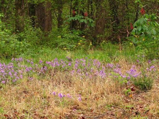 Rose verbena at woodland edge