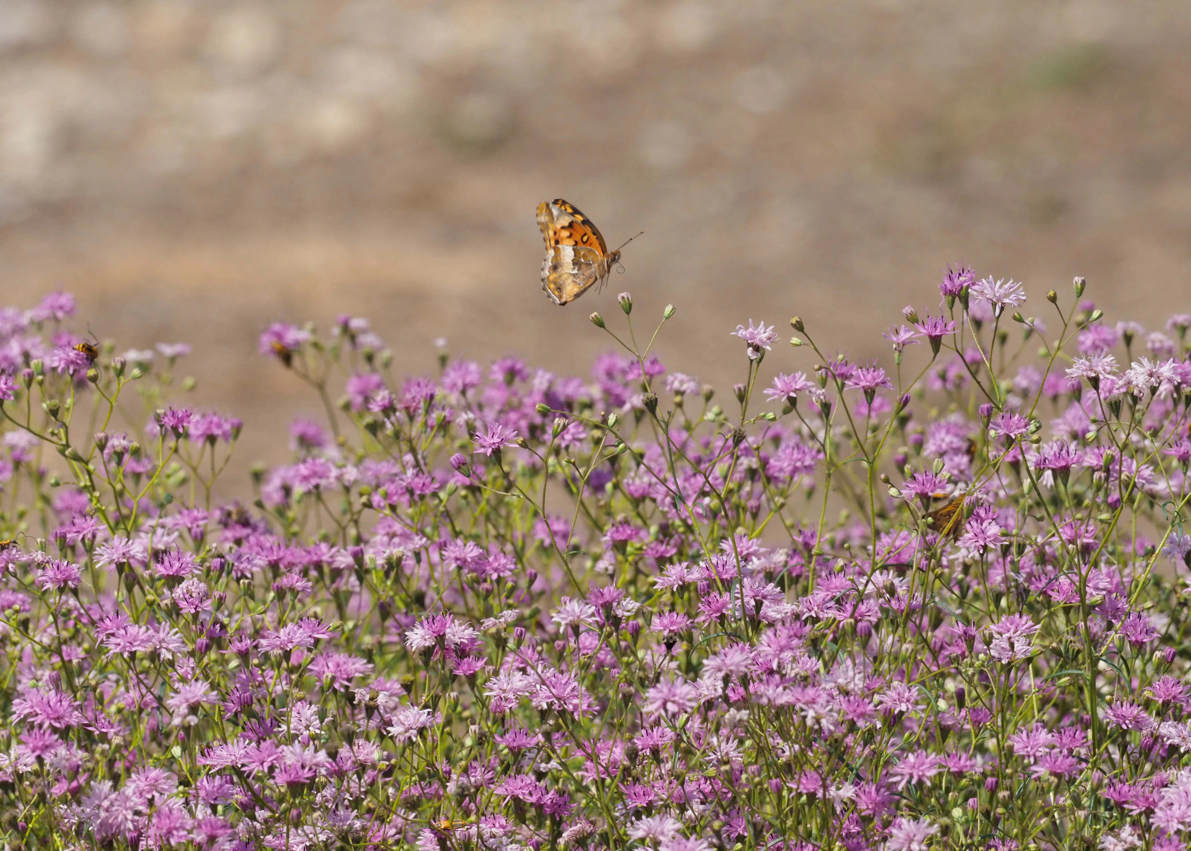 Pink flowers of Palafoxia callosa