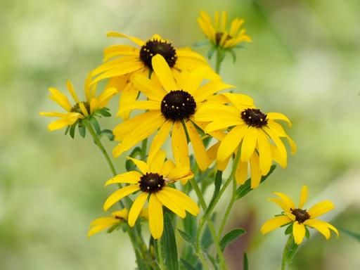 Ray and disk flowers