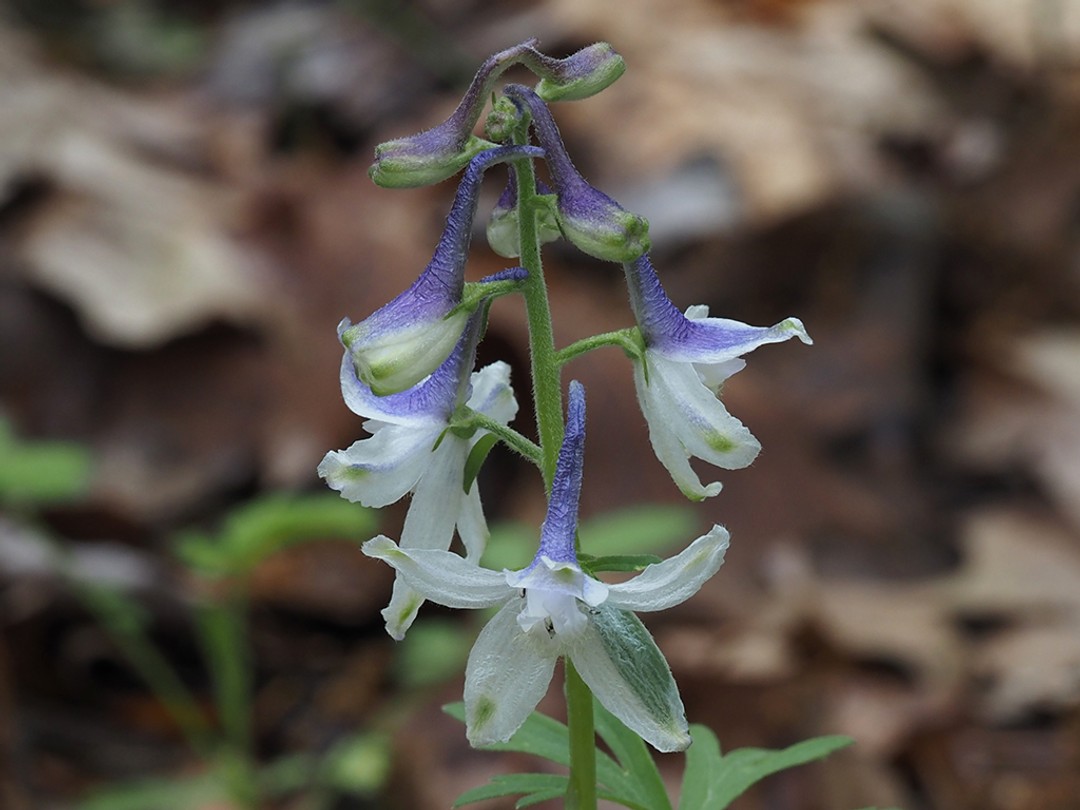 Dark violet with white