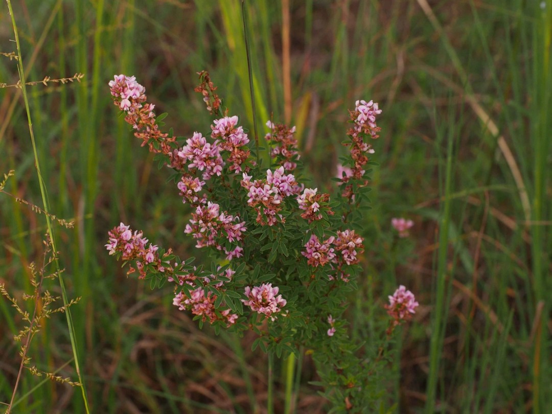 Grassland habitat