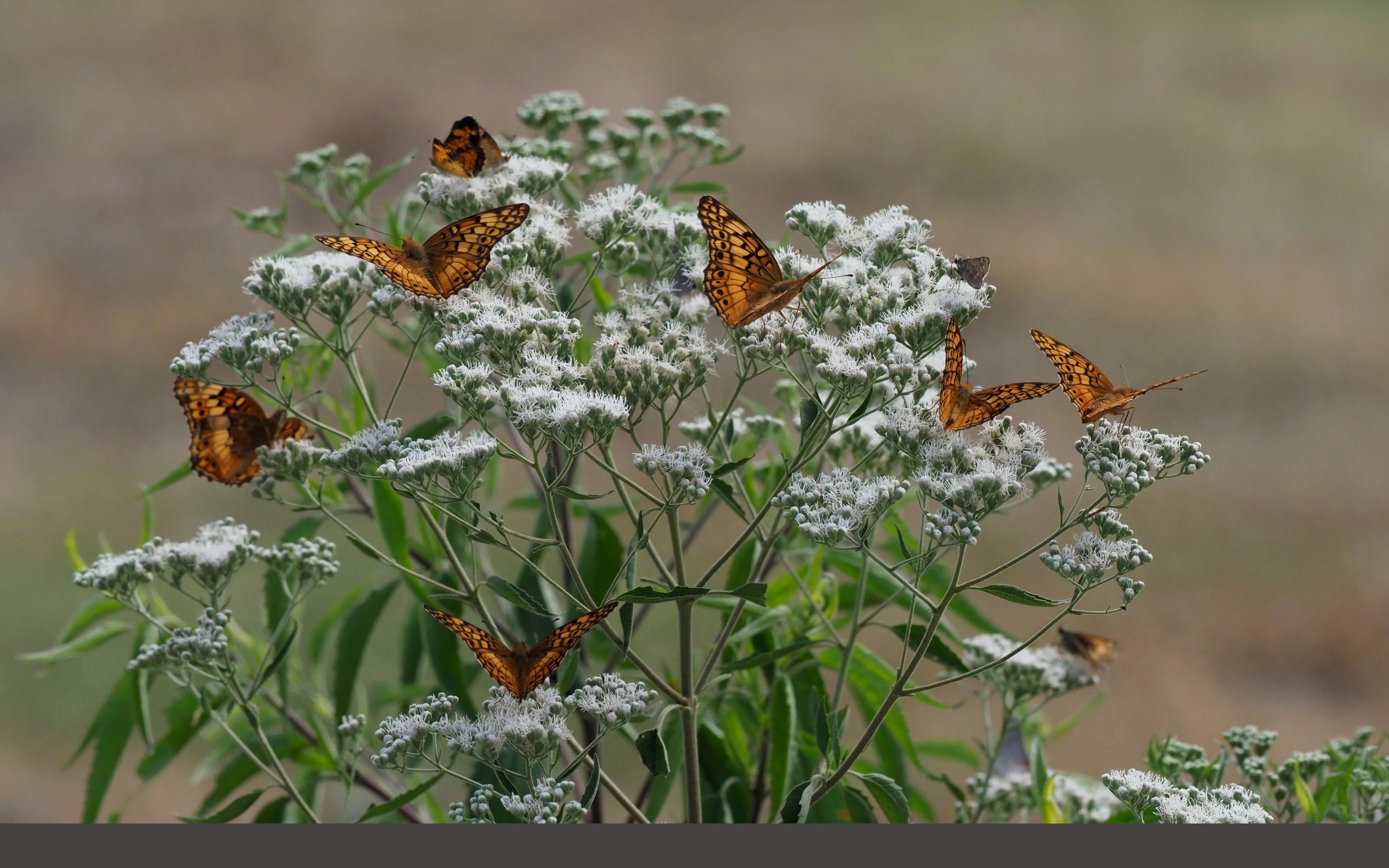 Eupatorium serotinum