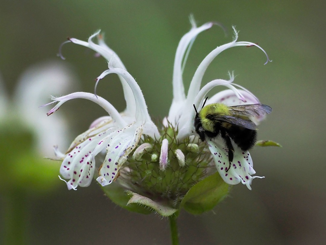 Bombus bimaculatus