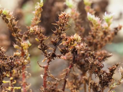 Closer look at ripe, brown seed pods