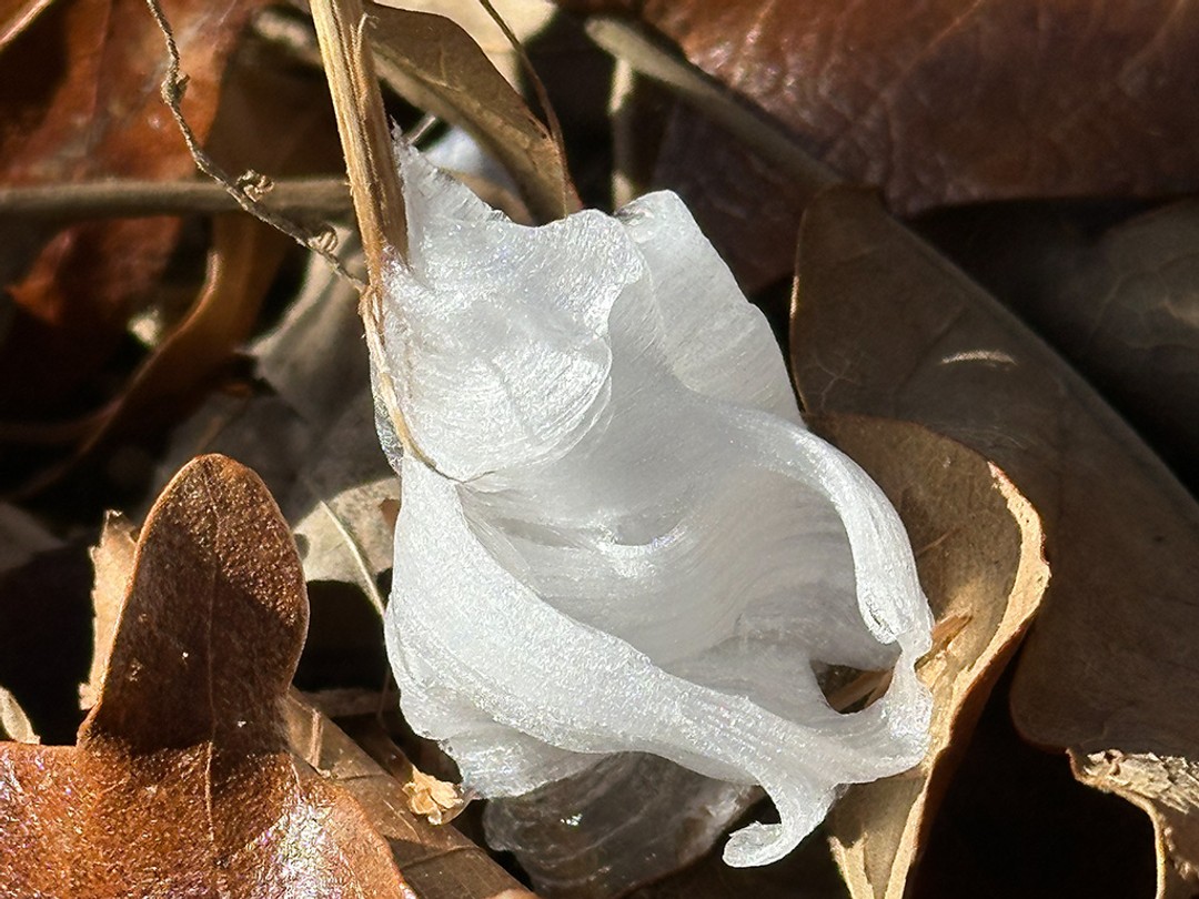 Cunila origanoides frost flower