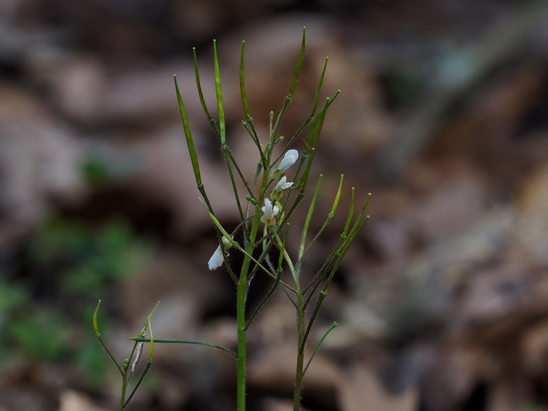 Seed pods