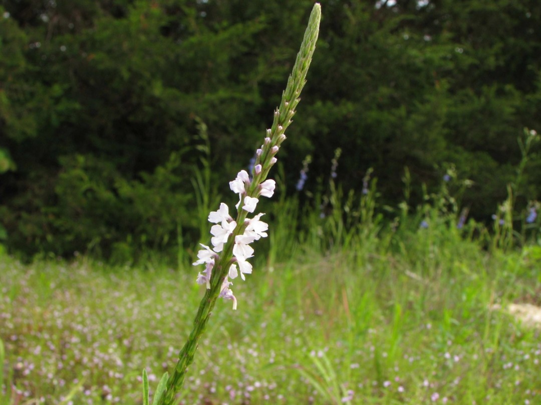 Glade, Woodland edge