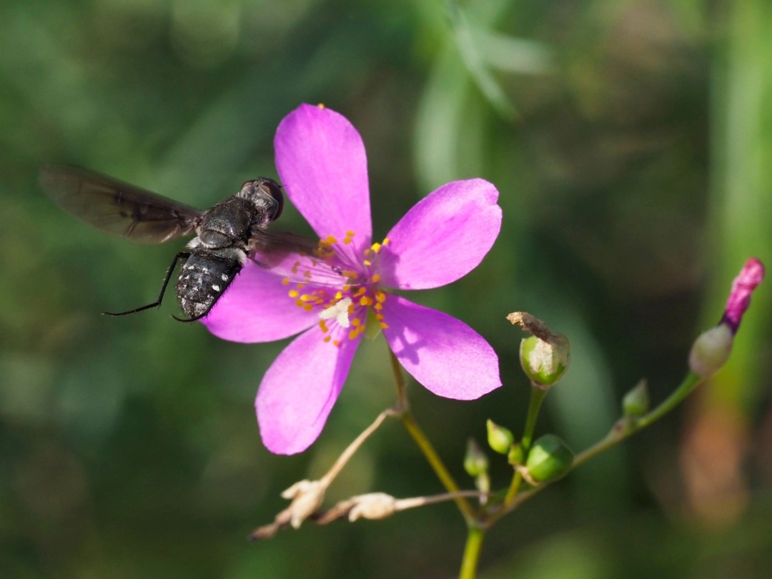 Anthrax Bee fly