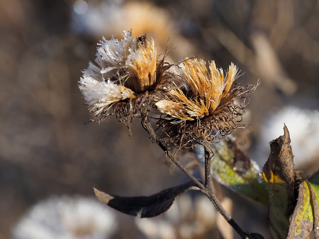 Curly top iron weed seed head