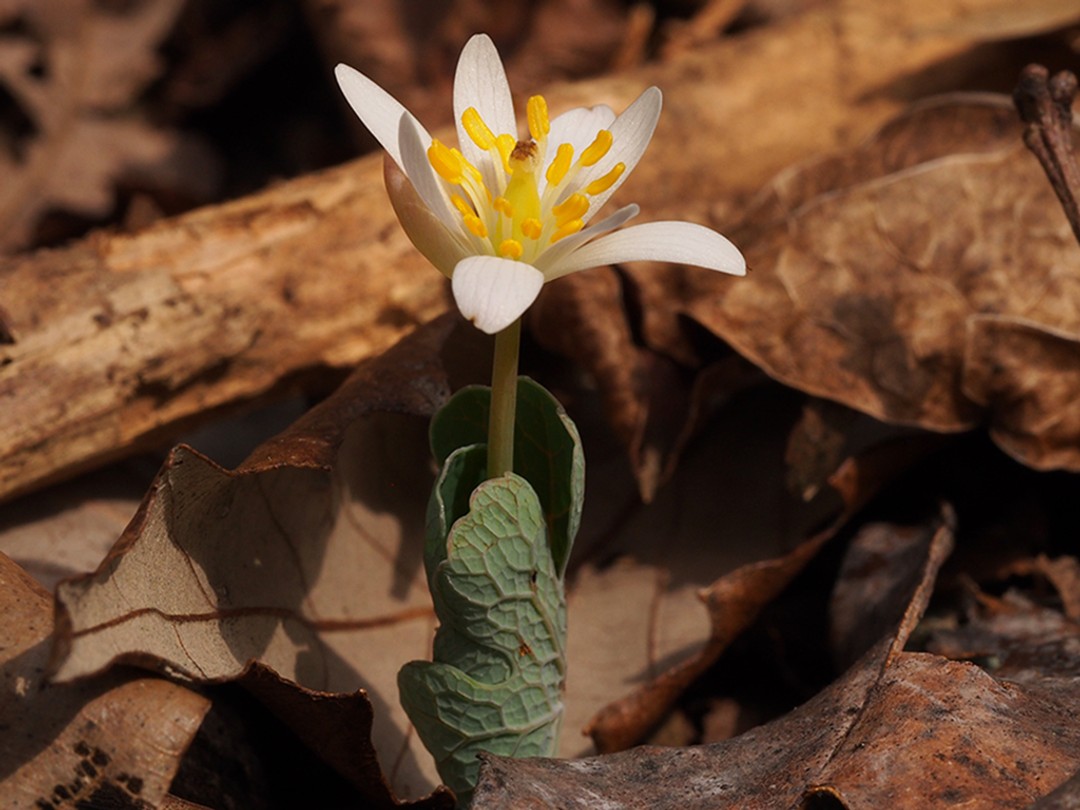 Style browns quickly after pollination