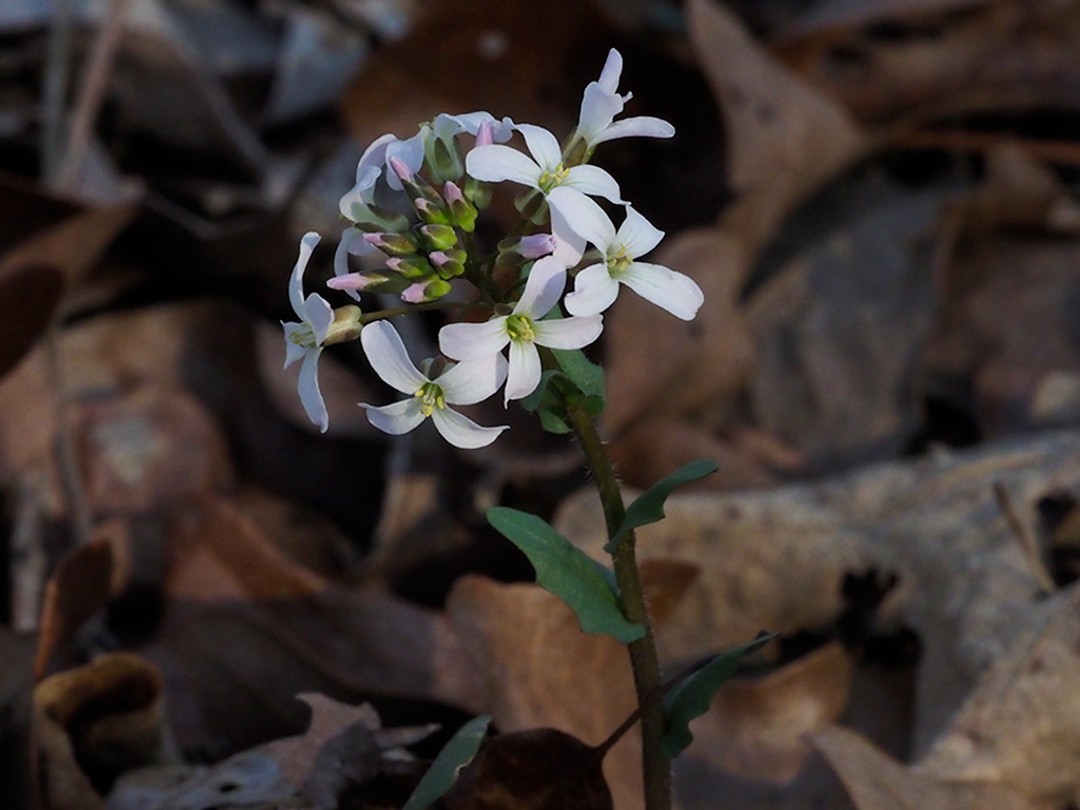 Flowers and buds