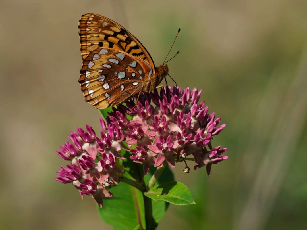 Great spangled fritillary