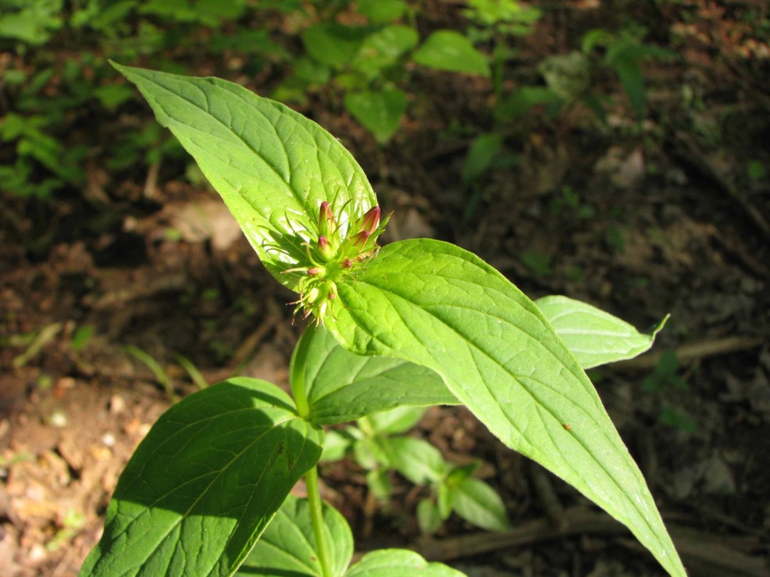 Leaves and buds