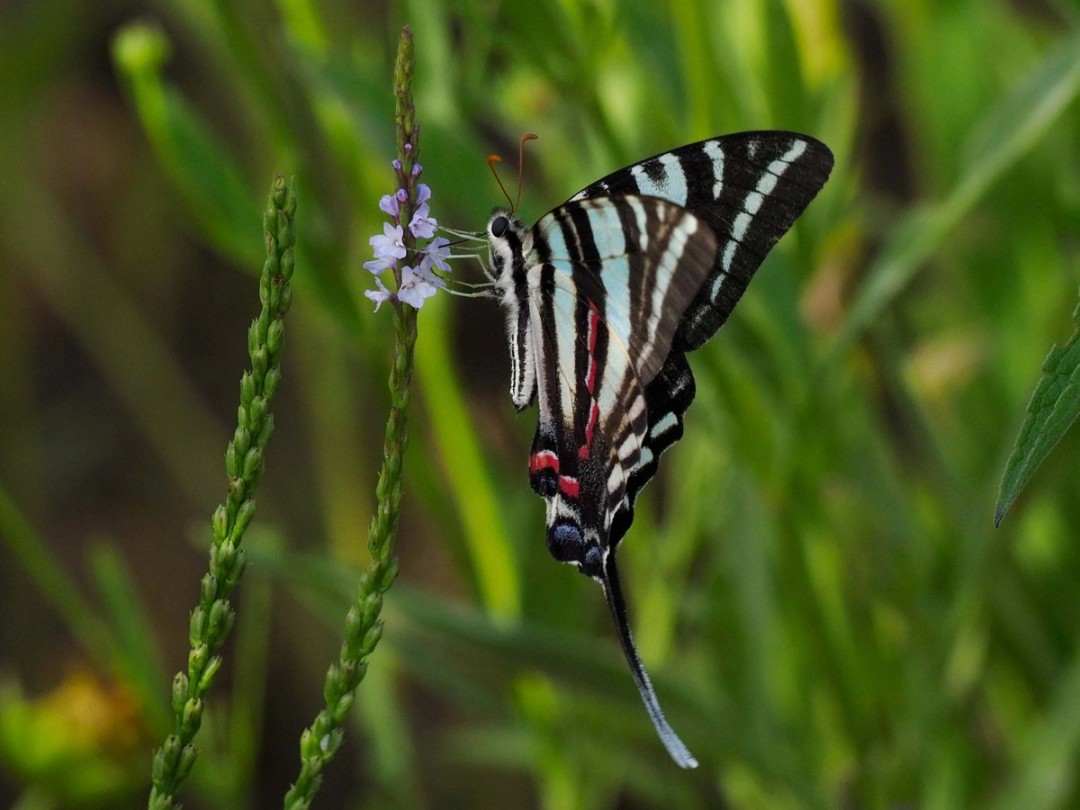 Zebra Swallowtail