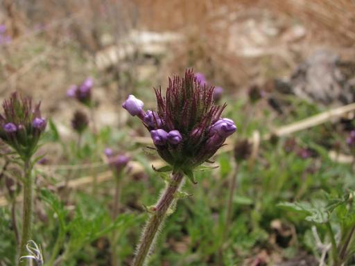 Flower buds